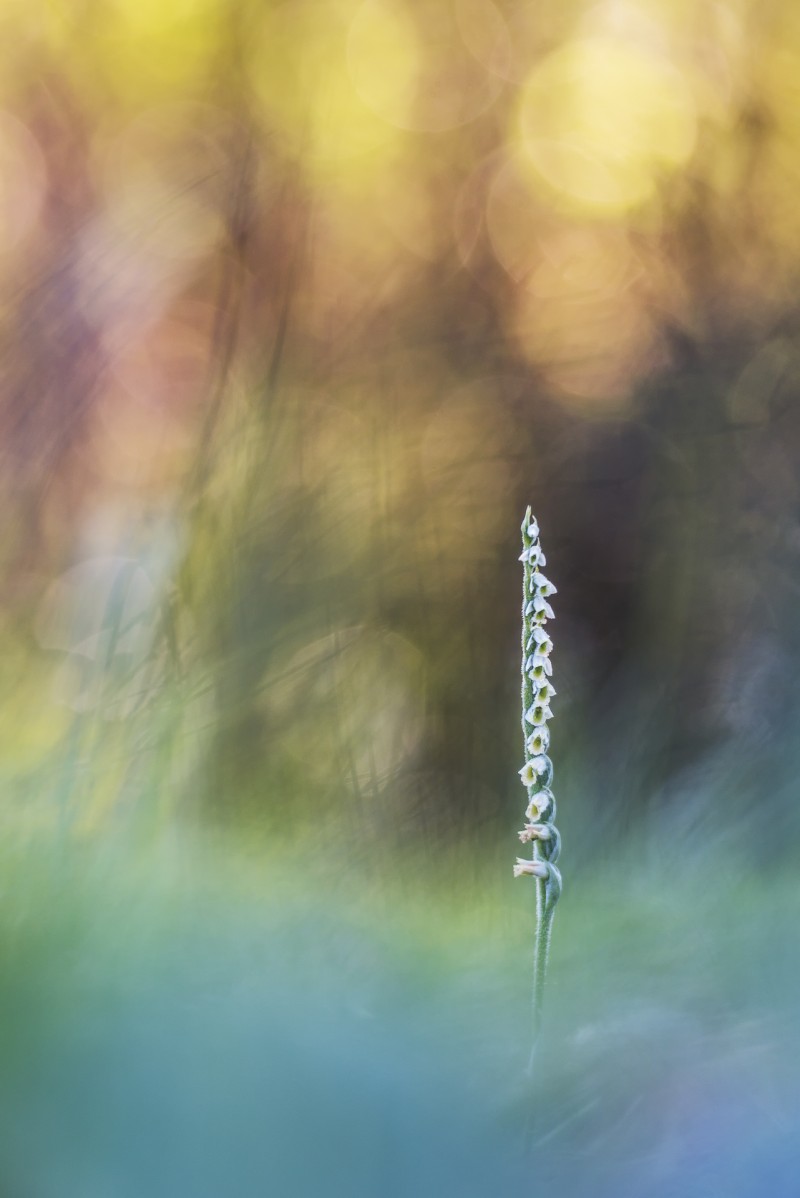 Flora